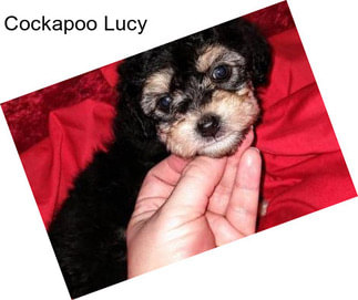 Cockapoo Lucy