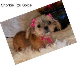 Shorkie Tzu Spice