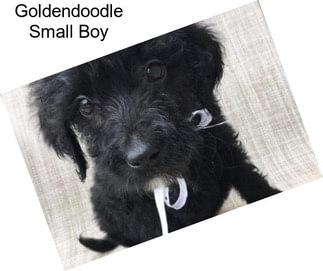 Goldendoodle Small Boy