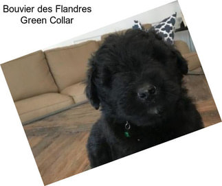 Bouvier des Flandres Green Collar