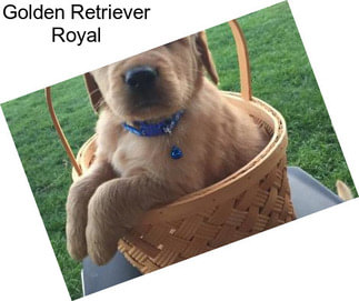 Golden Retriever Royal