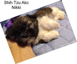 Shih Tzu Akc Nikki