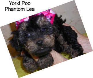 Yorki Poo Phantom Lea