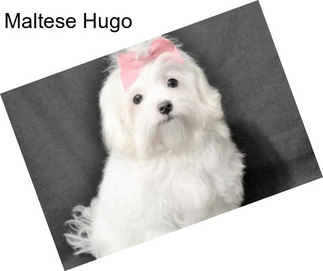 Maltese Hugo