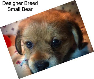 Designer Breed Small Bear
