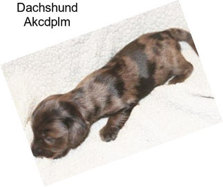 Dachshund Akcdplm