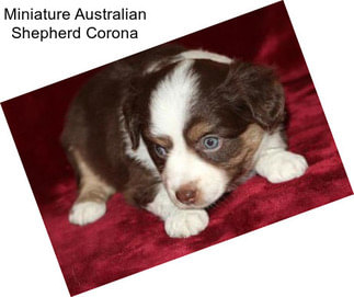 Miniature Australian Shepherd Corona