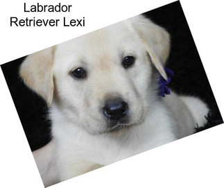 Labrador Retriever Lexi