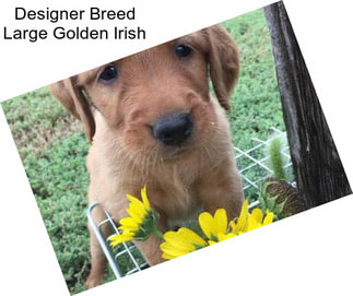 Designer Breed Large Golden Irish