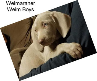 Weimaraner Weim Boys