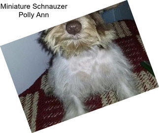 Miniature Schnauzer Polly Ann