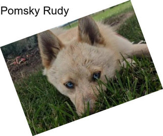 Pomsky Rudy