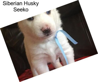 Siberian Husky Seeko