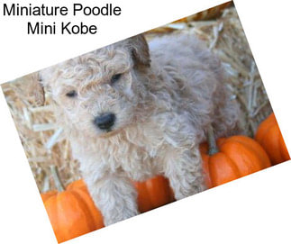 Miniature Poodle Mini Kobe