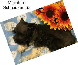 Miniature Schnauzer Liz