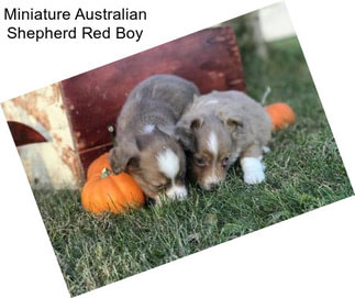 Miniature Australian Shepherd Red Boy