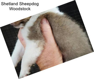 Shetland Sheepdog Woodstock