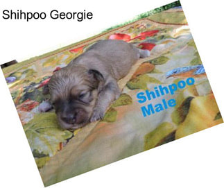 Shihpoo Georgie