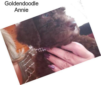 Goldendoodle Annie