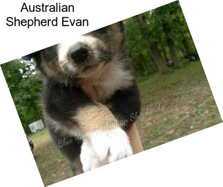Australian Shepherd Evan