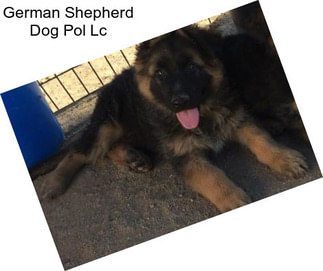 German Shepherd Dog Pol Lc