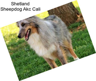 Shetland Sheepdog Akc Cali