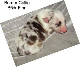 Border Collie B6dr Finn