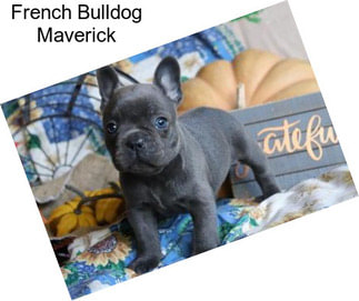 French Bulldog Maverick