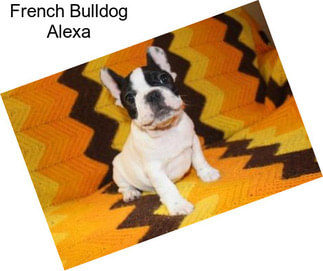 French Bulldog Alexa