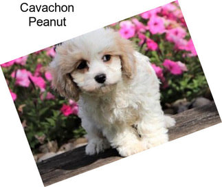 Cavachon Peanut