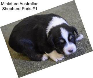 Miniature Australian Shepherd Paris #1