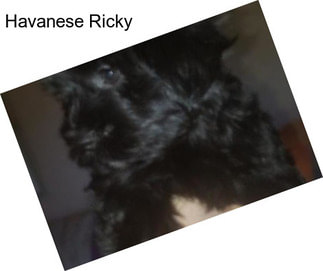 Havanese Ricky