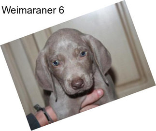 Weimaraner 6