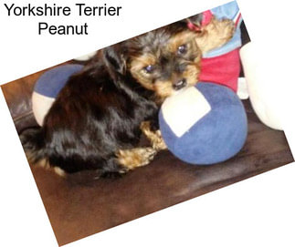Yorkshire Terrier Peanut