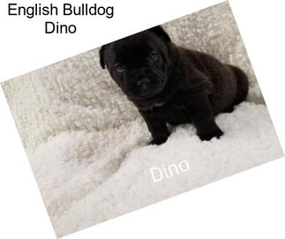 English Bulldog Dino