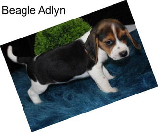 Beagle Adlyn