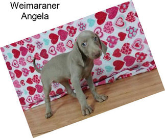 Weimaraner Angela