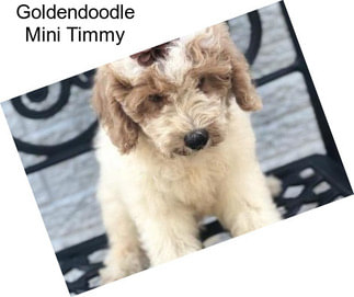 Goldendoodle Mini Timmy