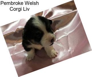 Pembroke Welsh Corgi Liv