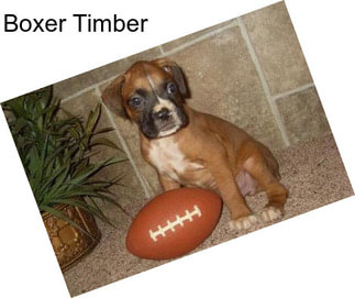 Boxer Timber