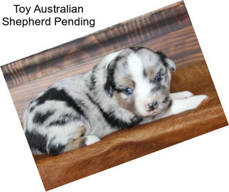 Toy Australian Shepherd Pending