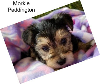 Morkie Paddington