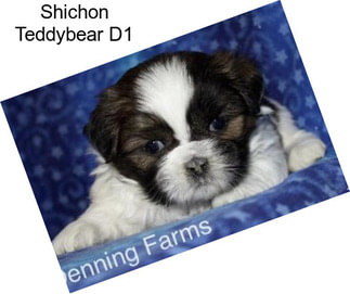 Shichon Teddybear D1