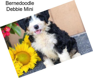 Bernedoodle Debbie Mini