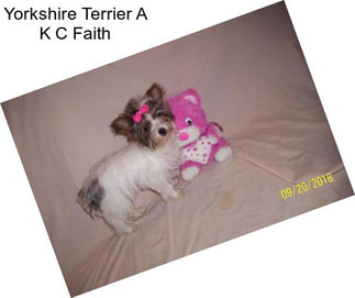 Yorkshire Terrier A K C Faith