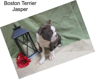 Boston Terrier Jasper