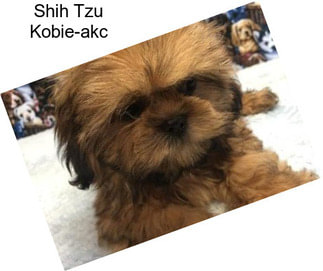 Shih Tzu Kobie-akc