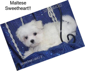Maltese Sweetheart!!