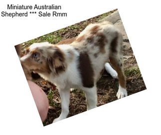 Miniature Australian Shepherd *** Sale Rmm