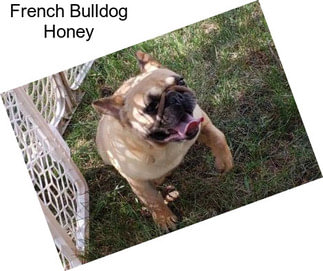 French Bulldog Honey